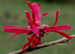  Inflorescence